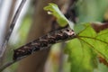 Catterpillar of the cerura vinula Royalty Free Stock Photo