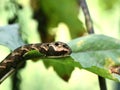 Catterpillar of the cerura vinula Royalty Free Stock Photo