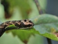 Catterpillar of the cerura vinula Royalty Free Stock Photo