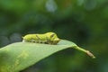 Catterpillar of common mormon butterfly, Papilio polytes, Satara