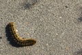 A catterpillar crawling on a bicycle path Royalty Free Stock Photo