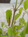 A catterpillar eating leaves.