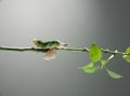 new born Butterfly catterpillar Royalty Free Stock Photo