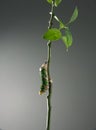 New born Butterfly catterpillar Royalty Free Stock Photo