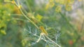 Catterpillar of Papilio machaon nearing its final days as a caterpillar. Crawling on a fennel. Royalty Free Stock Photo