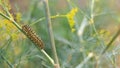 Catterpillar of Papilio machaon nearing its final days as a caterpillar. Crawling on a fennel. Royalty Free Stock Photo