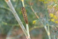 Catterpillar of Papilio machaon nearing its final days as a caterpillar. Crawling on a fennel. Royalty Free Stock Photo