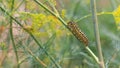 Catterpillar of Papilio machaon nearing its final days as a caterpillar. Crawling on a fennel. Royalty Free Stock Photo