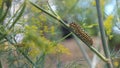 Catterpillar of Papilio machaon nearing its final days as a caterpillar. Crawling on a fennel. Royalty Free Stock Photo