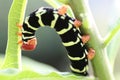 Pseudosphinx tetrio catterpillar Royalty Free Stock Photo