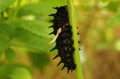 Catterpillar of Southern Birdwing Butterfly, Troides minos, Sammillan Shetty`s Butterfly Park