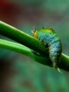 Catterpillar stand on the rod tree