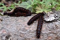 Caterpillars of California Pipevine Swallowtail, Battus philenor subsp. hirsuta