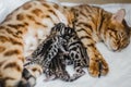 Cattery of bengalcats kitten Royalty Free Stock Photo
