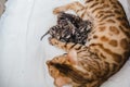Cattery of bengalcats kitten Royalty Free Stock Photo