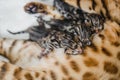 Cattery of bengalcats kitten Royalty Free Stock Photo