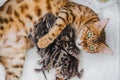 Cattery of bengalcats kitten Royalty Free Stock Photo