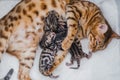 Cattery of bengalcats kitten Royalty Free Stock Photo