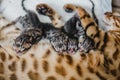 Cattery of bengalcats kitten Royalty Free Stock Photo