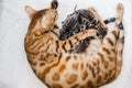 Cattery of bengalcats kitten Royalty Free Stock Photo