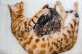 Cattery of bengalcats kitten Royalty Free Stock Photo