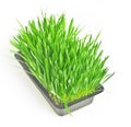 Cattish grass