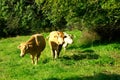 Cattle Royalty Free Stock Photo