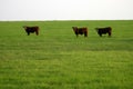 Cattle Royalty Free Stock Photo