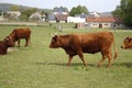 Cattle Royalty Free Stock Photo