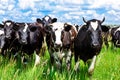 Cattle Royalty Free Stock Photo
