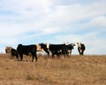 Cattle Royalty Free Stock Photo