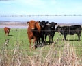 Cattle Royalty Free Stock Photo