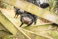 Cattle abstract Royalty Free Stock Photo