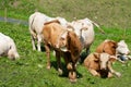 Cattle along the historic Semmering railway Royalty Free Stock Photo