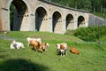 Cattle along the historic Semmering railway Royalty Free Stock Photo