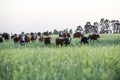 Cattle in Argentine countryside,