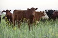 Cattle in Argentine countryside,