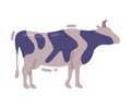 Cattle as Domesticated Cloven-hooved Herbivore Vector Illustration Royalty Free Stock Photo