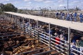 Cattle auction Royalty Free Stock Photo