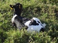 Calf lying on the grass Royalty Free Stock Photo