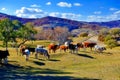 The cattle on the autumn meadows Royalty Free Stock Photo