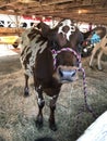 Cattle barn at the fair