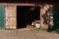 Cattle in a barn Royalty Free Stock Photo