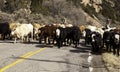 Cattle Drive