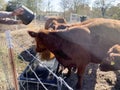 Cattle being fed grain in the trough, Red Angus beef cows