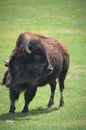 Cattle Bison in Wyoming