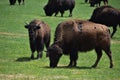 Cattle Bison in Wyoming