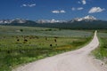 Cattle & Bitterroot Mountains Royalty Free Stock Photo
