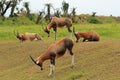 Bontebok antelopes, South Africa Royalty Free Stock Photo