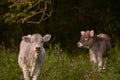 Cattle from the Bovidae family grazing in a lush and green springtime garden